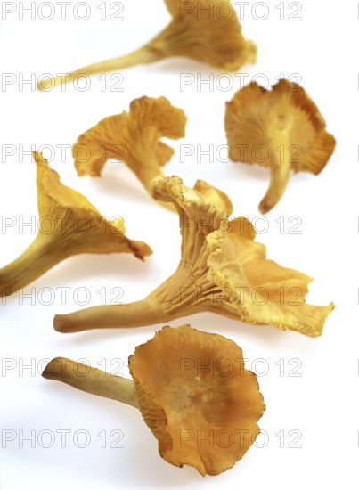 CHANTERELLE (cantharellus cibarius) MUSHROOM AGAINST WHITE BACKGROUND