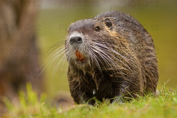 Nutria (Myocastor coypus) Hesse, Germany, Europe