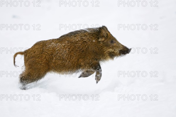 Wild boar (Sus scrofa), sideways