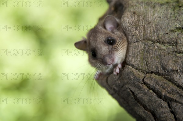 Edible dormouse (Glis glis) Baumloch, Rhineland-Palatinate, Germany, Europe