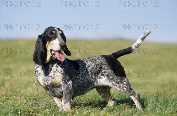 GASCONY BLUE BASSET OR BASSET BLEU DE GASCOGNE, adult ON GRASS