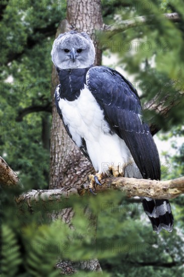 Harpy Eagle (Harpia harpyja), Harpyie /