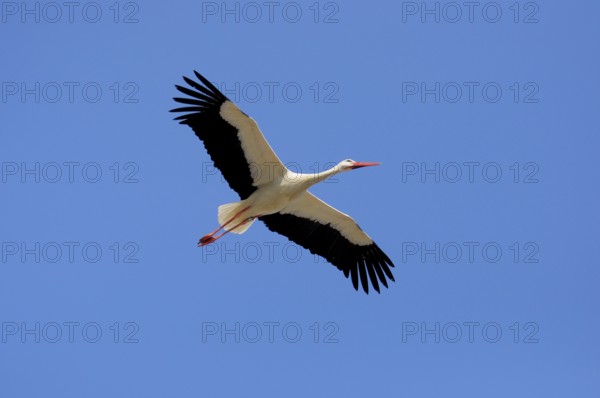 White, stork in flight