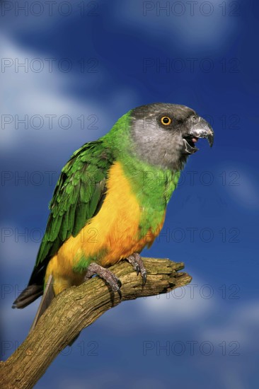 Senegal Parrot (Poicephalus senegalus), yawning, Mohrenkopfpapagei, gaehnend, [Afrika, africa, Vogel, Voegel, birds, Papageien, parrots, Tiere, animals, aussen, outdoor, Ast, branch, adult, Hochformat, vertical, Kommunikation, communication]