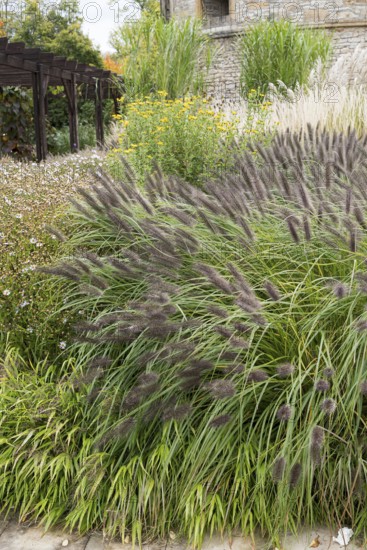 Lamp-cleaning grass (Pennisetum alopecuroides 'Black Beauty')