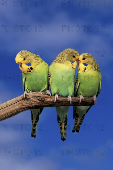 Young Budgerigars (Melopsittacus undulatus), Budgie