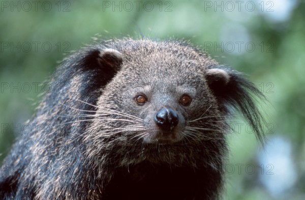 Binturong (Arctictis binturong), Bear-cat