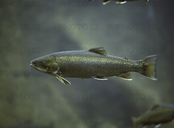 Arctic char (salvelinus alpinus), Arctic char, Red trout, Arctic char, Arctic char, Red trout, Other animals, Fish, Animals, Salmonids, Arctic char, Underwater view