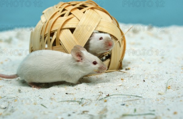 White mice, colour mice