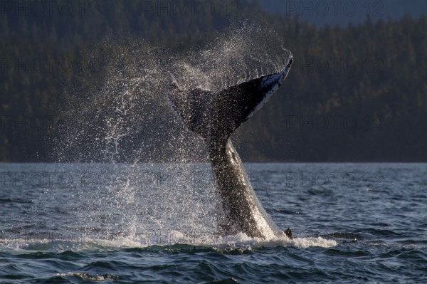 Humpback whale (Megaptera novaeangliae), fluke, Johnstone Strait, British Columbia, Canada, caudal fin, North America
