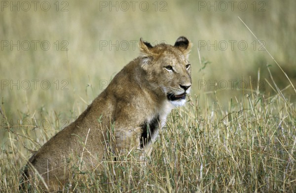 African Lion (panthera leo), Female sitting in Long Grass, Kenya, Africa