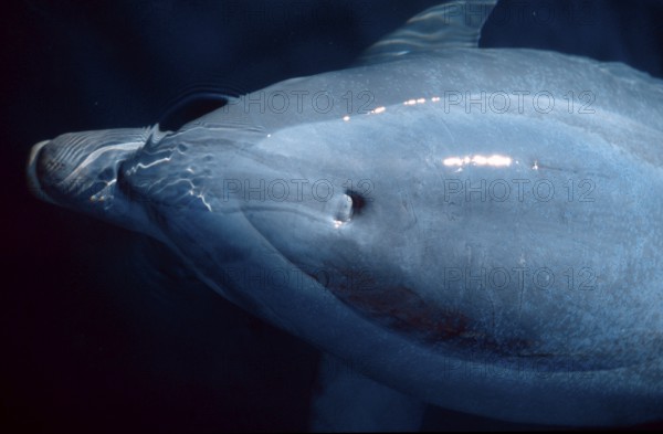 Bottlenose Dolphin (Tursiops truncatus)