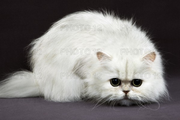 Chinchilla Persian Domestic Cat, Adult against Black Background