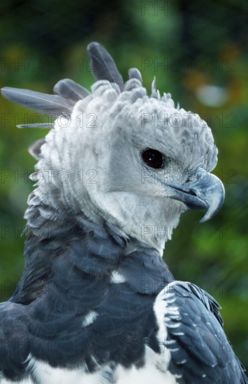 Harpy Eagle (Harpia harpyja)