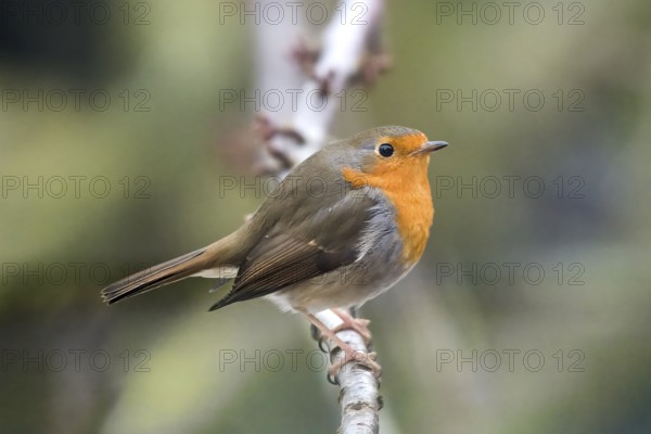 European robin (Erithacus rubecula), sitting on a branch, fluffed up up, winter, close-up, Wismar, Mecklenburg-Western Pomerania, Germany, Europe