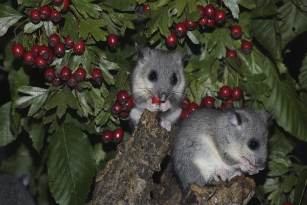 Edible Dormice (Glis glis), youngs, Germany, Europe