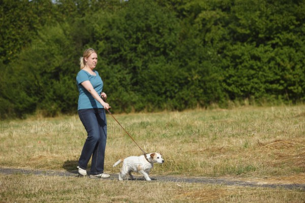 Woman with Parson Russell Terrier, dog pulling on leash, Parson Jack Russell Terrier, dog leash, walking, dog walking, leashed