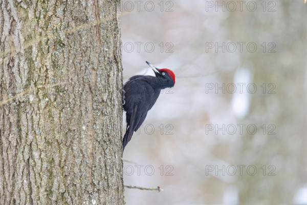 Black Woodpecker (Dryocopus martius) male, Germany, Europe