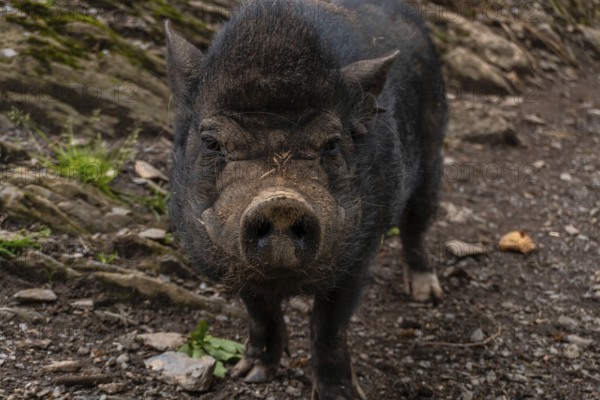 A free-ranging black boar seen in the Borce commune of the French Pyrenees
