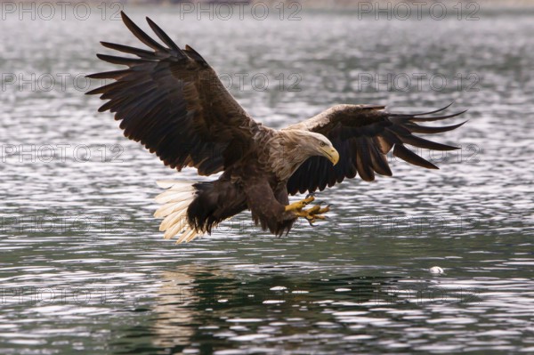 White-tailed eagle (Haliaeetus albicilla) fishing, Norway, Europe