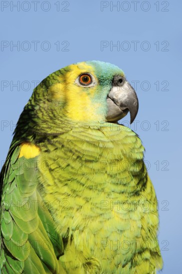Orange-winged amazon (Amazona amazonica), portrait, captive, occurrence in South America