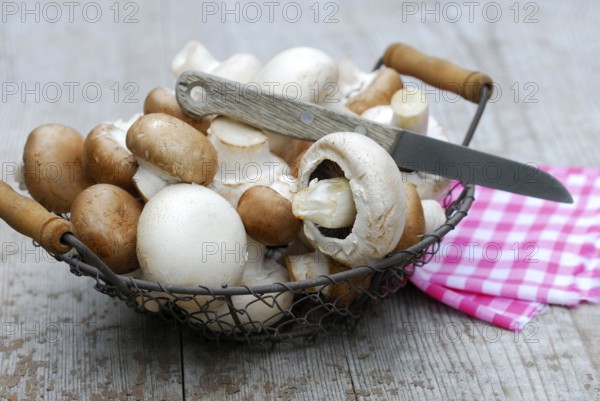 Cultivated mushrooms, knife (Agaricus hortensis) , basket
