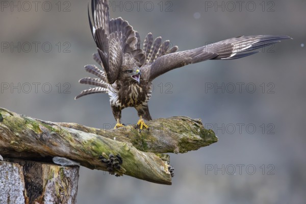 Steppe buzzard (Buteo buteo) in attack position, Germany, Europe