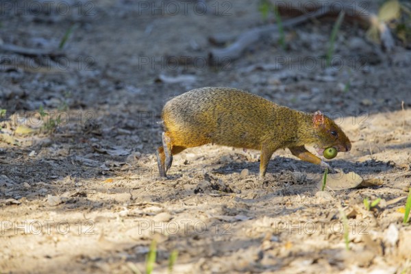 Azara's agouti (Dasyprocta azarae) Pantanal Brazil