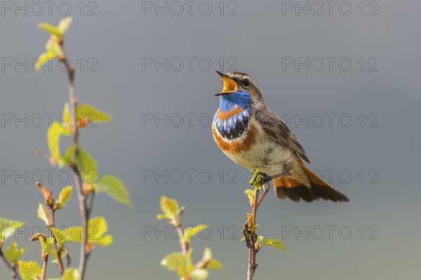 Bluethroat (Luscinia svecica svecica), singing male, Dovrefjell, Norway, Europe