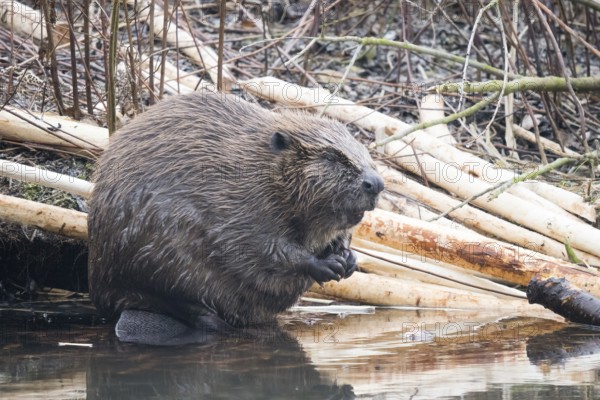 A beaver (Castor fibre) sits quietly by the water surrounded by gnawed branches, Hesse, Germany, Europe