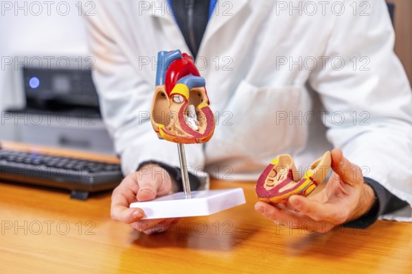 Unrecognizable male doctor cardiologist using a model of a heart to explain procedure