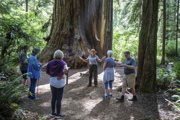 Crescent City, California - A National Park Service ranger leads visitors on a hike among the redwood trees (Sequoia sempervirens) in Jedediah Smith Redwoods State Park. The park is part of Redwood National and State Parks on the Pacific Coast of northern California