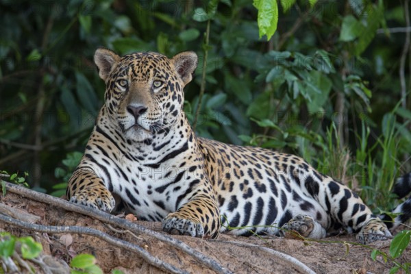 Jaguar (Panthera onca) Pantanal Brazil