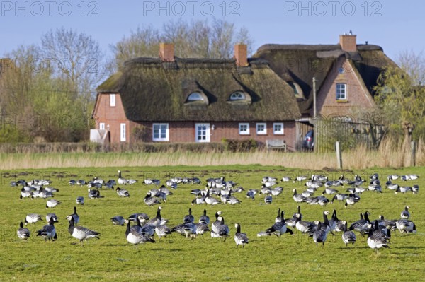 Flock of barnacle geese (Branta leucopsis) foraging in field, grassland in front of house in spring, Schleswig-Holstein, Germany, Europe