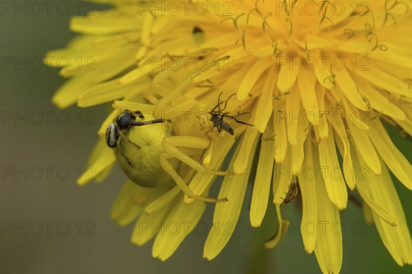 Goldenrod Crab Spider or Flower Crab Spider (Misumena vatia), Upper Austria, Austria, Europe