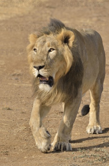 Asiatic Lion (Panthera leo persica), male, Gir Interpretation Zone, Gir Forest National Park, Gir Sanctuary, Gujarat, India, Asia