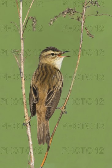 Sedge Warbler (Acrocephalus schoenobaenus), singing from a raised lookout, Austria, Europe