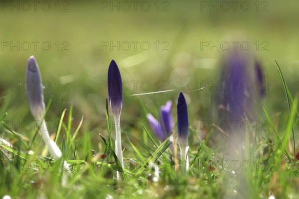 Crocuses, February, Germany, Europe