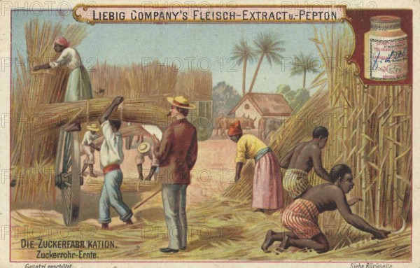 Picture series The sugar factory, harvesting sugar cane, Liebig picture, digitally restored reproduction of a collector's picture from around 1900, public domain, exact date unknown, sugar cane workers harvesting on a plantation