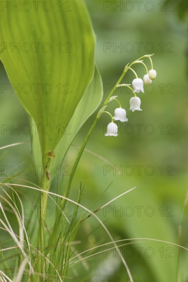 Lily of the Valley (Convallaria majalis), Upper Austria, Austria, Europe