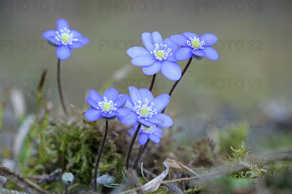 Hepatica or Liverwort (Hepatica nobilis, Syn. Anemone hepatica), flowering, Austria, Europe