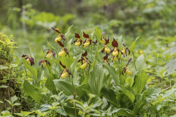 Lady's slipper orchid (Cypripedium calceolus), Kalkalpen National Park, Upper Austria, Austria, Europe