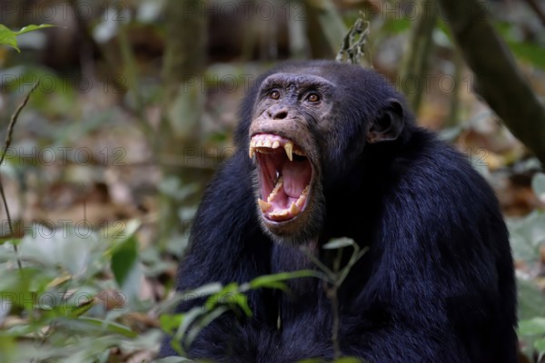 West African chimpanzee (Pan troglodytes verus) braids its teeth, at Bossou, Nzérékoré Region, Guinea, Africa