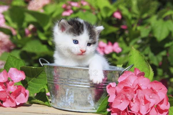 House cat, kitten, 3 weeks