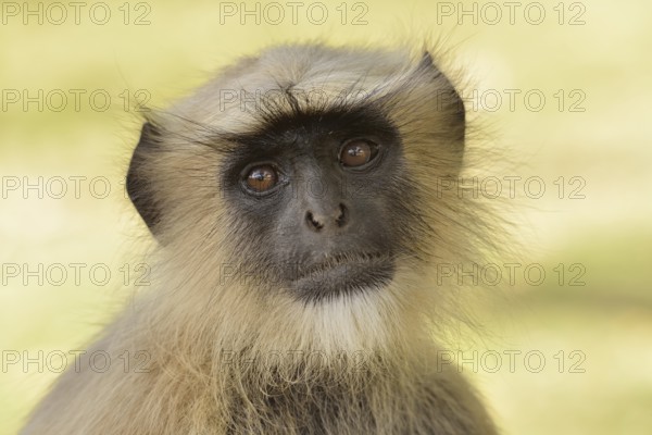 Dussumier's Malabar Langur or Southern Plains Gray Langur (Semnopithecus dussumieri), Gir Forest National Park, Gir Sanctuary, Gujarat, India, Asia