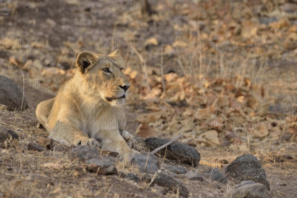 Asiatic Lion (Panthera leo persica), young male, Gir Forest National Park, Gir Sanctuary, Gujarat, India, Asia