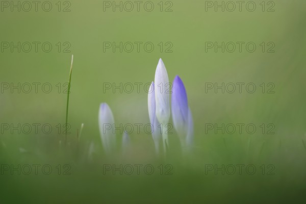 Crocuses, February, Germany, Europe