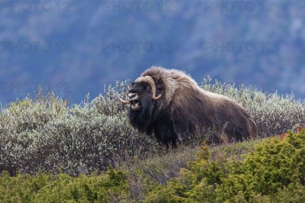 Muskox or Musk Ox (Ovibos moschatus), ?Dovrefjell-Sunndalsfjella-Nationalpark, Norway, Europe