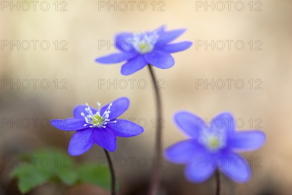 Three-lobed liverwort (Hepatica nobilis), Ranunculaceae, Fridingen, Upper Danube nature park Park, Baden-Württemberg, Germany, Europe