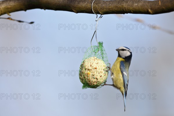 Blue tit (Cyanistes caeruleus, syn.: Parus caeruleus) hanging on a tit dumpling, winter feeding of songbirds, Middle Elbe Biosphere Reserve, Dessau-Roßlau, Saxony-Anhalt, Germany, Europe